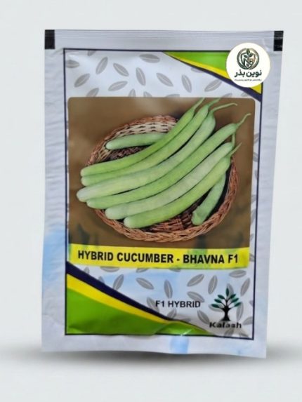 بذر خیار  چمبر بهوانا